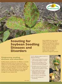Scouting soybean seedling diseases and disorders